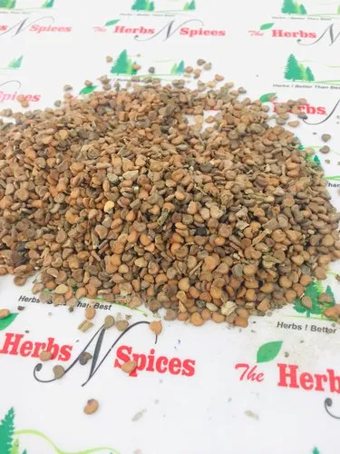 Dhatura Beej - Dhatura Stramonium Seed
