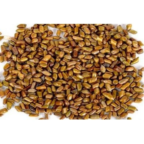 Cassia Tora Seeds - Puwad - Fuwad