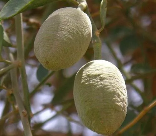 Hingot Fruit - Dronapushpi. - Hinguputra