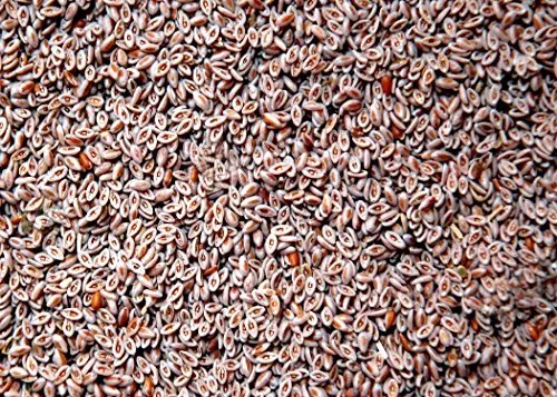 Isabgol Beej - Psyllium Seeds