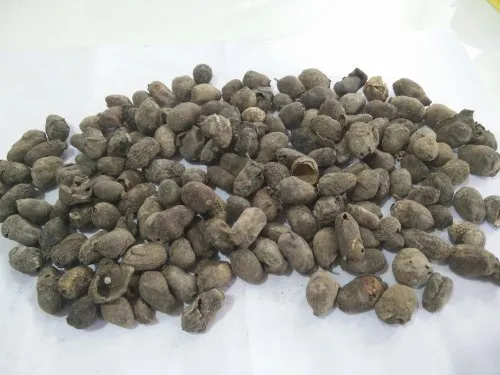 Jamun Guthli - Magaz
