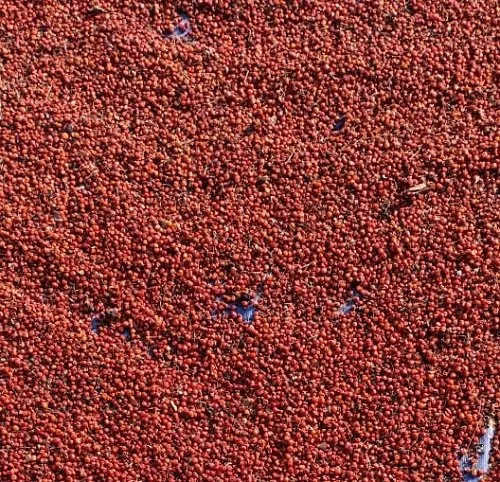 Kalihari - Langali - Gloriosa Superba Seeds