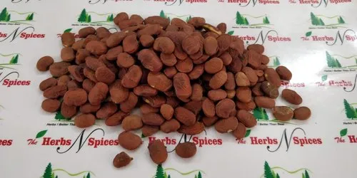 Karanja Seed - Pongam Seeds - Pongamia Pinnata