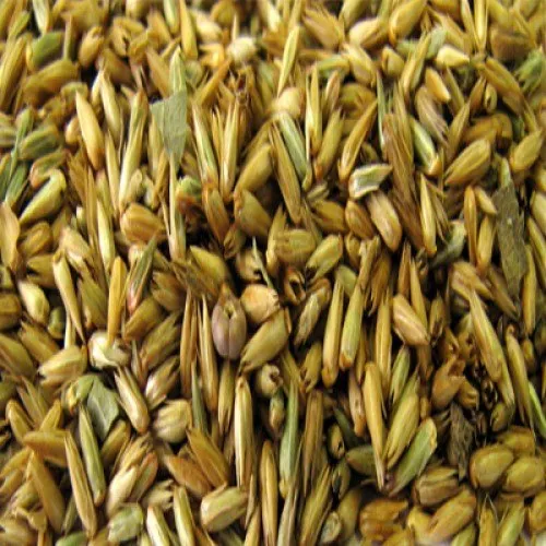 Latjeera - Achyranthes Aspera - Chirchita - Apamarga Seeds