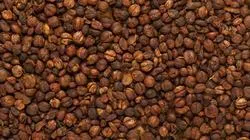 Malkangani Seeds - Celastrus Paniculatus - Jyotishmati