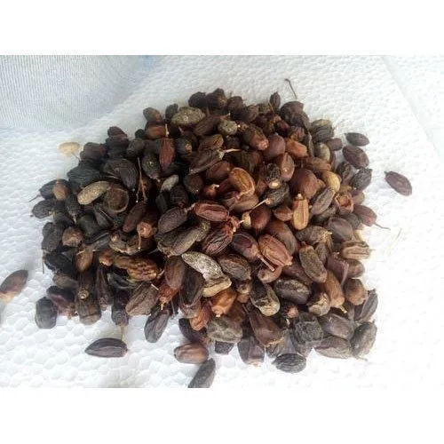 Neemboli - Nimboli - Neem Fruits Dry - Azadirachta Indica