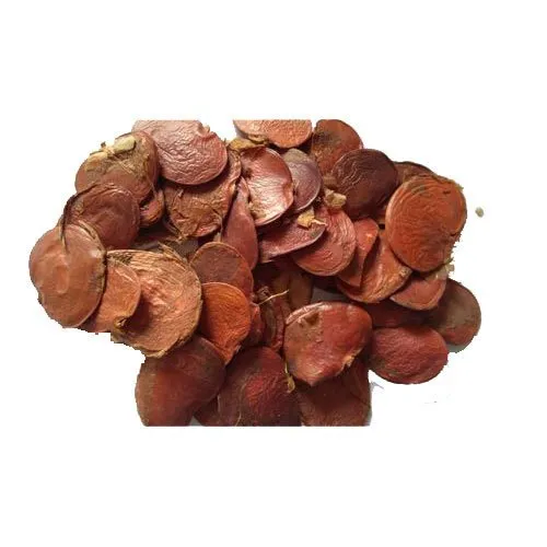 Palash - Butea Monosperma - Tesu Seeds