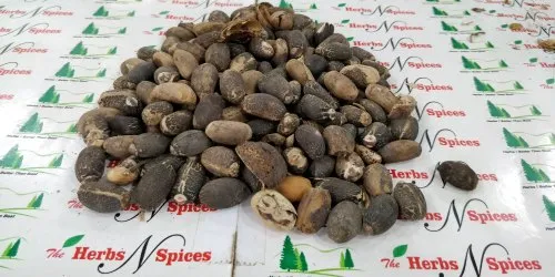 Ratanjot Seeds - Jatropha Seeds - Jatropha Curcus