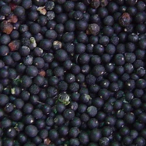 Shatavari Seeds (Yellow & White)
