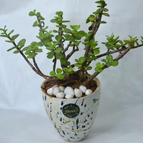MINIATURE JADE IN E-WASTE UPCYCLED POT
