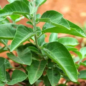 Ashwagandha Seeds (10 seeds)