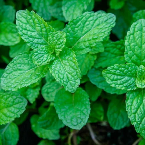 Mint Seeds (30 Seeds)
