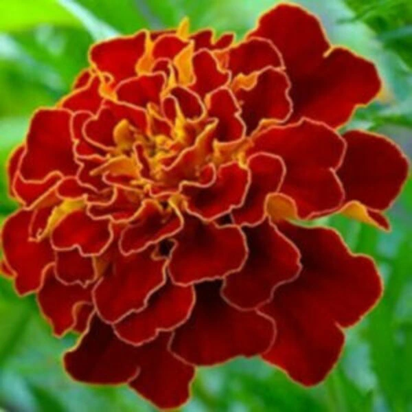 Marigold French Scarlet Red Seeds (10seeds)