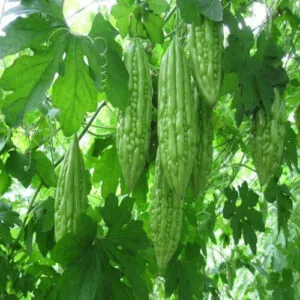 Bitter Gourd Seeds (5 seeds)