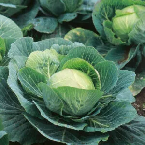 Cabbage Seeds (10 seeds)