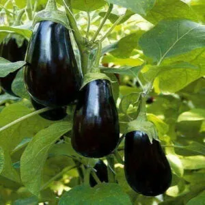 Brinjal Seeds (12 seeds)
