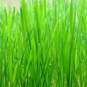 Wheatgrass Seeds (10gms)