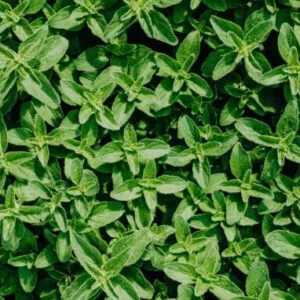 Oregano Seeds (30 seeds)