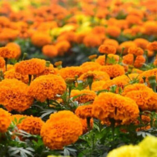 French Orange Marigold Seeds (10 seeds)