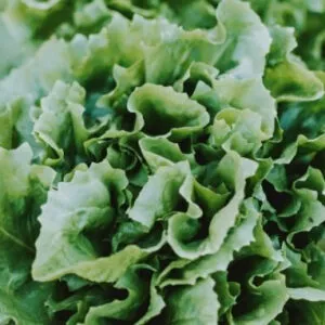 Lettuce Seeds (10 seeds)