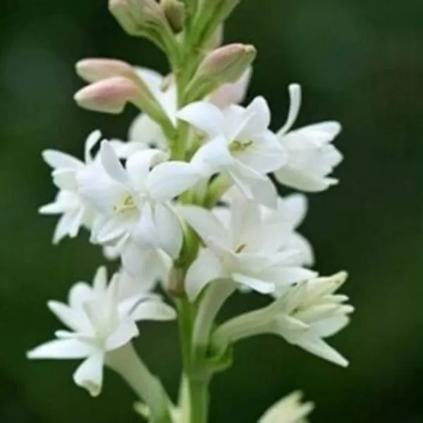 Rajnigandha Bulb (1pc)