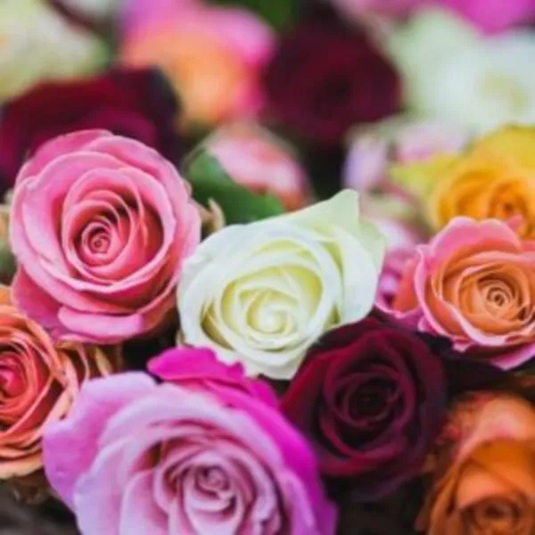 Rose Seeds (5 seeds)
