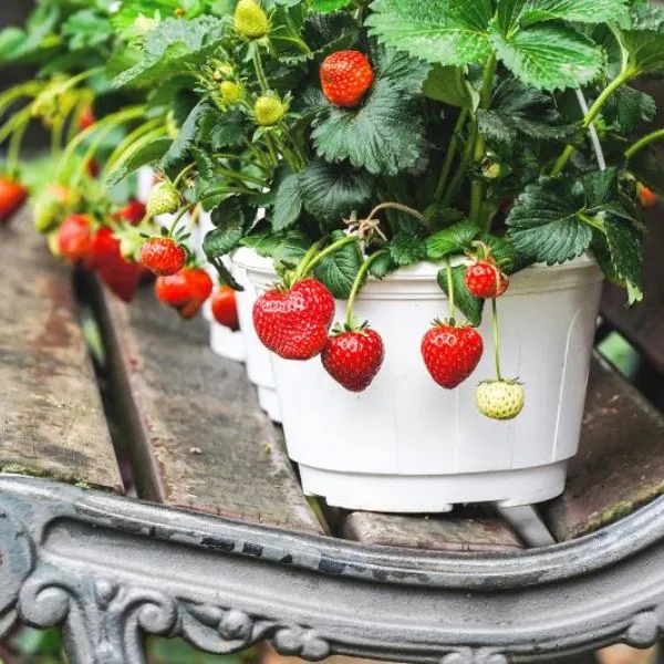 Strawberries Plant Sapling (1pc)