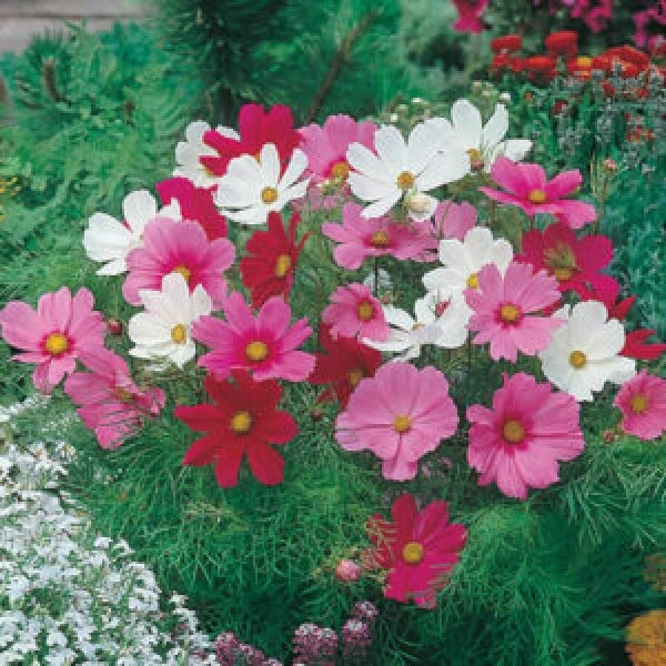 Cosmos Mixed Sensation Seeds (20 seeds)