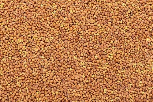 Kalmegh Seed