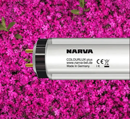 Narva Fluorescent Tubes, 16 W - 20 W