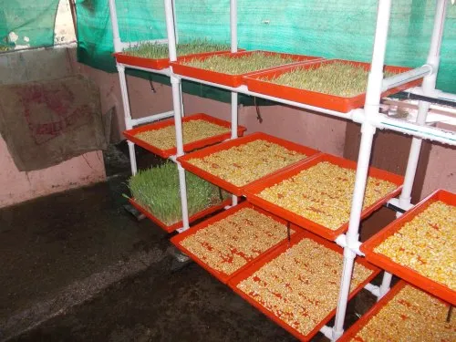 Hydroponic Grass Fodder Machine