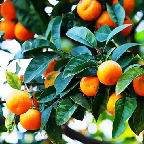 Mandarin Orange Grafted Sapling