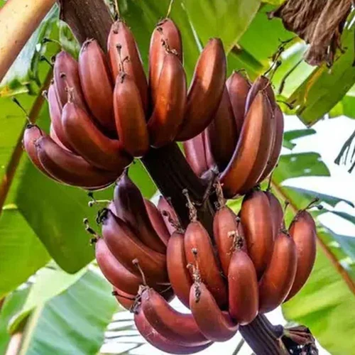 Red Banana Tissue Culture Sapling
