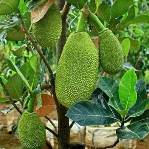Thai Pink Jackfruit Grafted Sapling