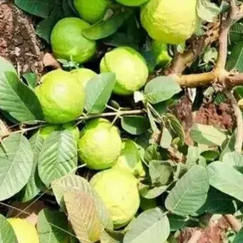 Thai 7 Guava Grafted Sapling
