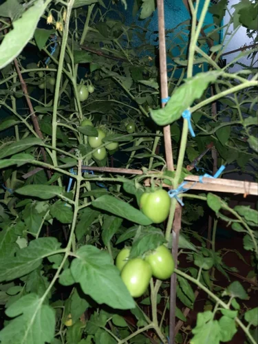 3 Weeks Organic Vegetable Roof Gardening Services, Bengaluru