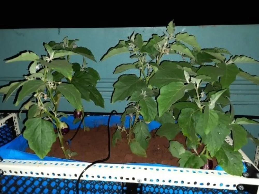 Terrace Garden Landscaping Services