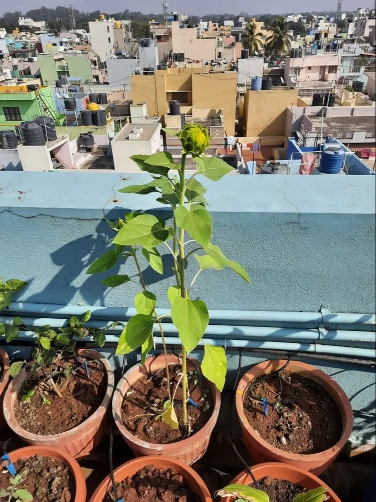 Roof Top Sunflower Gardening Services, Bengaluru