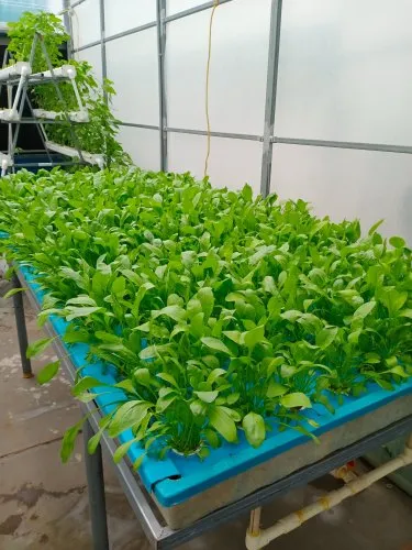 Deep Water Culture Hydroponic System