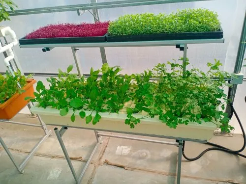 Hydroponics Kit With Microgreen Stand