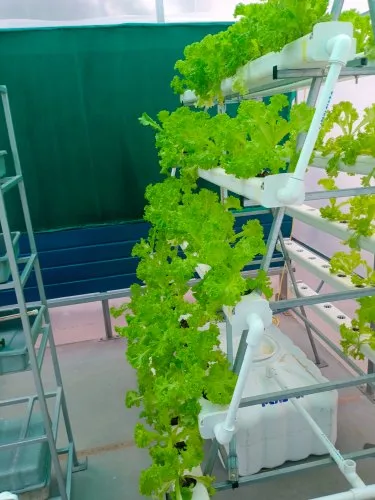 NFT 100 Hydroponic System