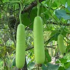 Bottle Gourd - Long/Small/Kumba 10 gm