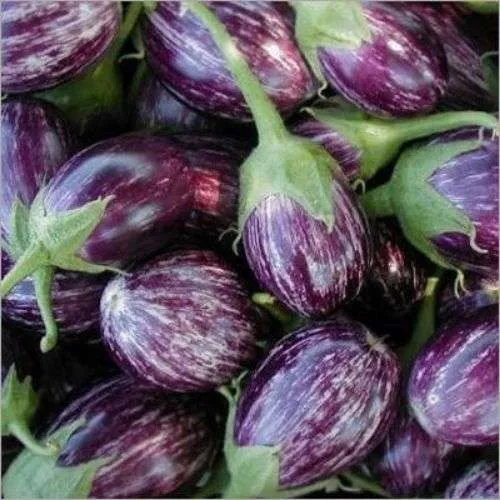 Brinjal Seeds - Country 10 gm