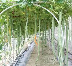 Real Orgo Farmers Producer Company Limited