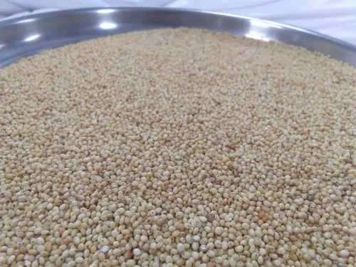Indian Organic Proso Millet, Packaging Size: 25 Kg, High in Protein