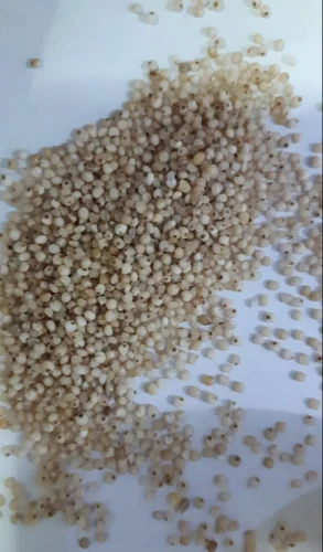 Barnyard Millet, Madurai, Pack Size: 50 Kg