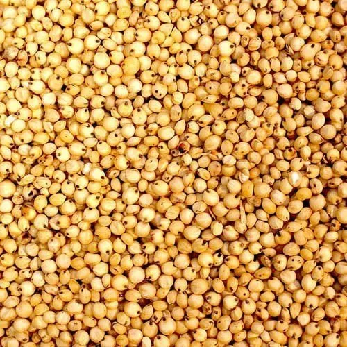 Sorghum Millet Seed