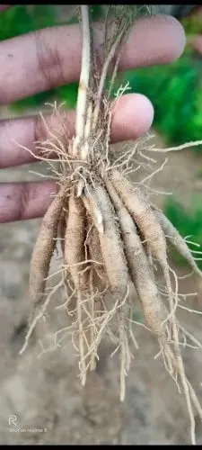 Shatavari White - Herbal Medicine