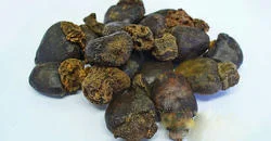 Bhilawa Seeds