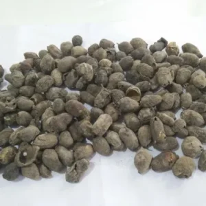 Jamun Guthli - Magaz